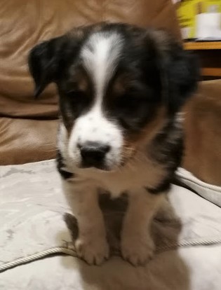 Chowder Dec 14, 2018 6 wks (6)