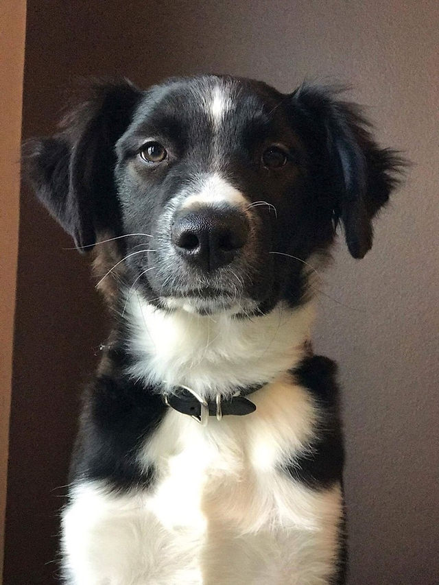 Taz  (Gold) 17 weeks (2)