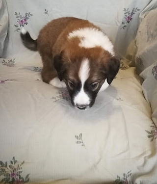 Silver 5 wks Mar 11, 2020 (4)