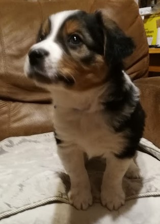 Chowder Dec 14, 2018 6 wks (5)