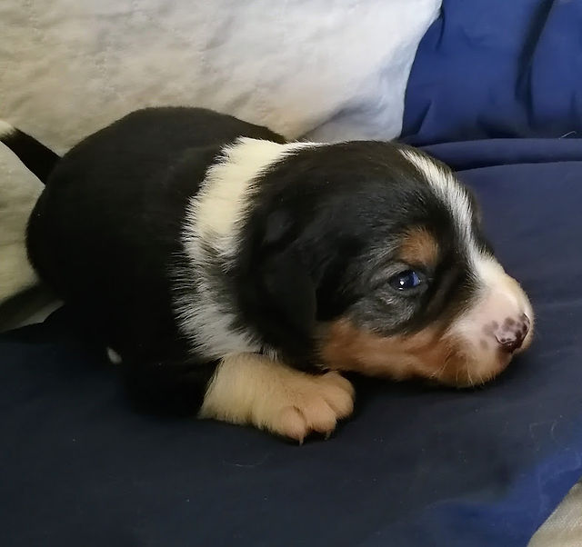J&M pup Blue 2 wks old  Apr 2, 2018 (2)