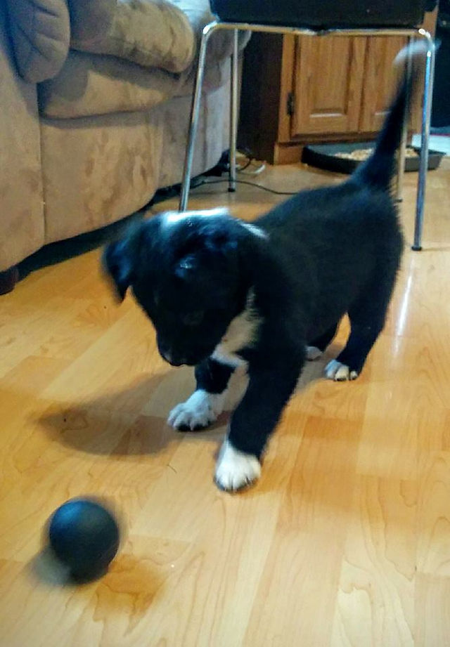 Blue 6 wks, Misty King (5)