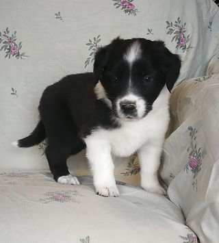 Blue 5 wks Mar 11, 2020 (6)
