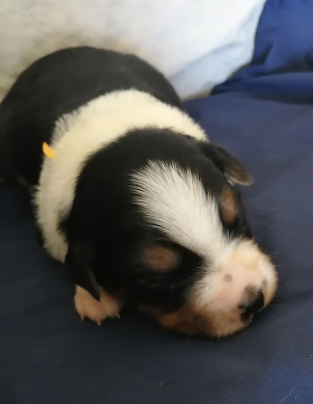 J&M pup Gold 2 wks old Apr 2, 2018 (8)