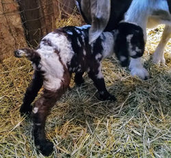 Éowyn May 14, 2019