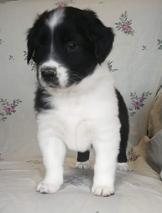 Blue 5 wks Mar 11, 2020 (9)