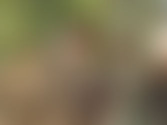 Arakan Army Abducts Three Underage Rohingya Girls for Conscription from Kin Taung, Buthidaung