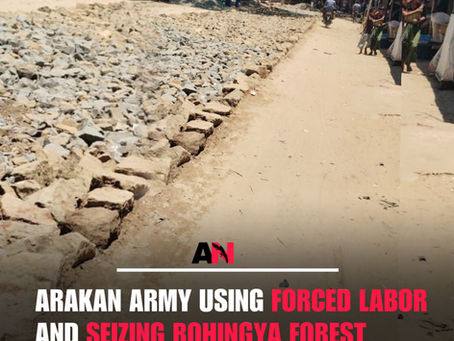 Arakan Army Using Forced Labor and Seizing Rohingya Rorest Timber in Maungdaw Township