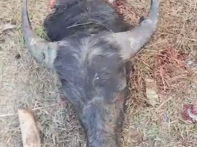 Armed Local Rakhine, Accompanied by Arakan Army, Reportedly Enter Rohingya Villages, Shoot and Seize Buffalo and Cattle in Northern Maungdaw