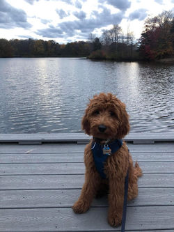 Doodle Posse Irish Doodle