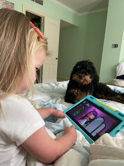 Doodle Posse Bernedoodle