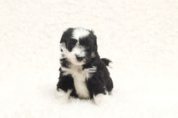 Doodle Posse Bernedoodle