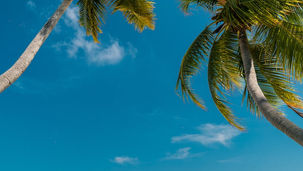 CAIT Sparks Trade Freeze: Boycott Maldives Over Disrespect to PM Modi