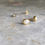 Thumbnail: Freshwater Pearl Stud Earrings - 22k + 14k Gold