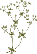Botany