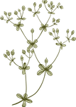 Botany