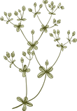 Botany