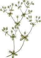 植物学