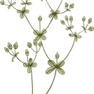 Botanica