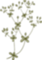 Botany