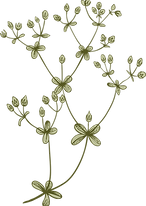 Botany