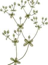 Botany