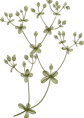植物学