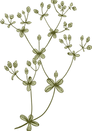 Botany