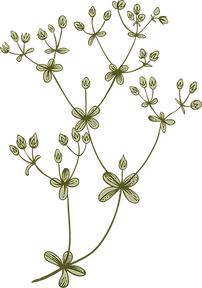 Botanik