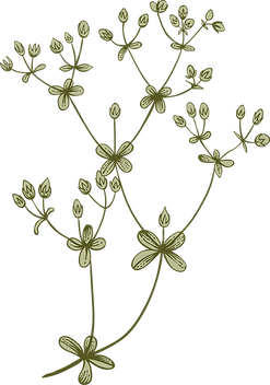Botany