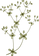 Botany