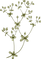 Botanik