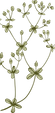 Botanique
