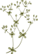 Botanique