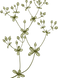 植物学