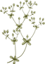 植物学