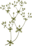 Botany