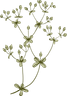 Botanique       