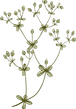 植物学