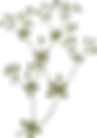 Botany