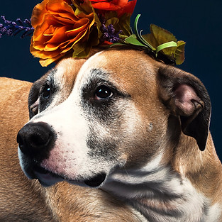 little-dog-big-flowers.jpg