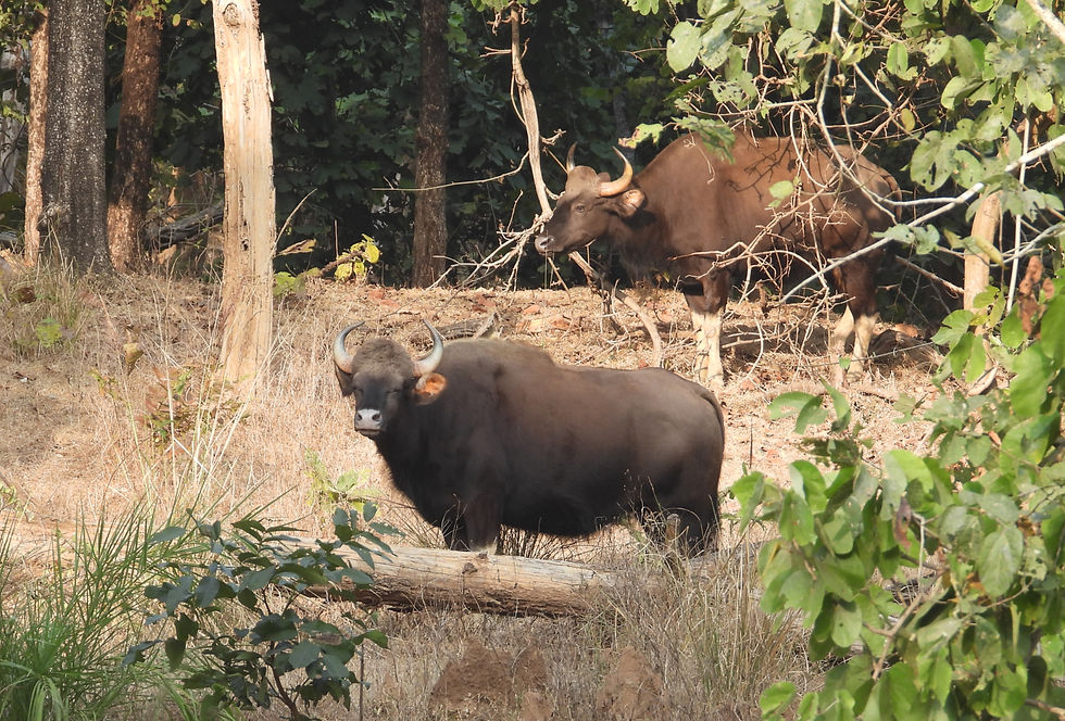 Two wild Gaur roaming in the dry tropical forest of Pench in India.