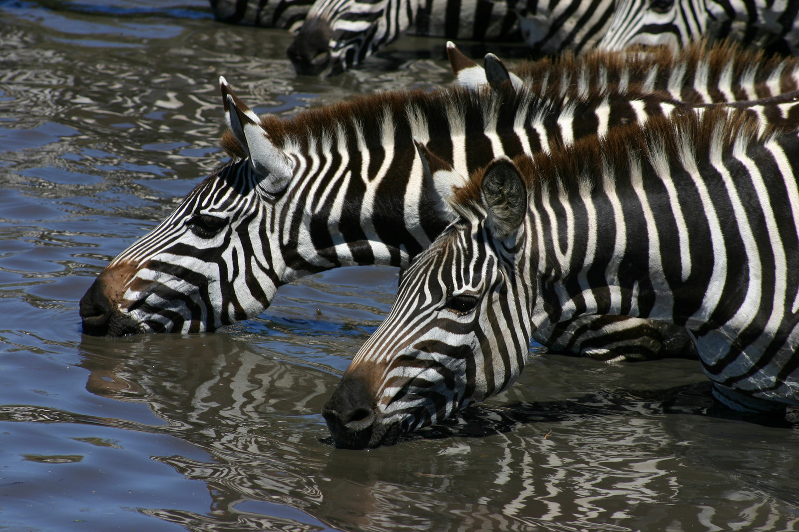 Fullscreen Page tourconnection