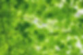 Couldn’t help appreciate the lush green of the leaves overhead on a Sunday walk through Yo