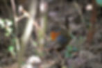 Chucao-Chiloe-Natural