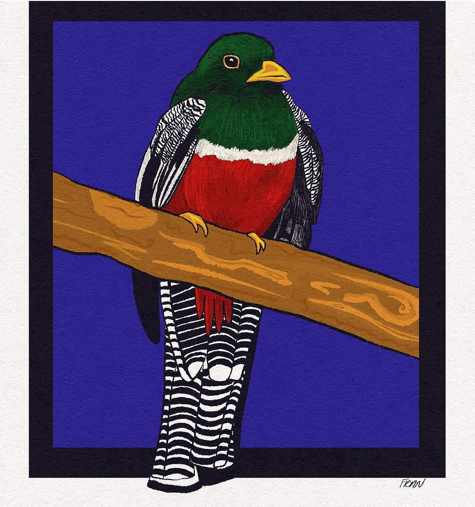 Vibrant Collared Trogon male illustration, featuring the red belly and white neck band for nature guides