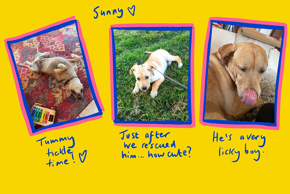 Three images of Sunny, Frances Marcellin's rescue Labrador including one of him as a puppy
