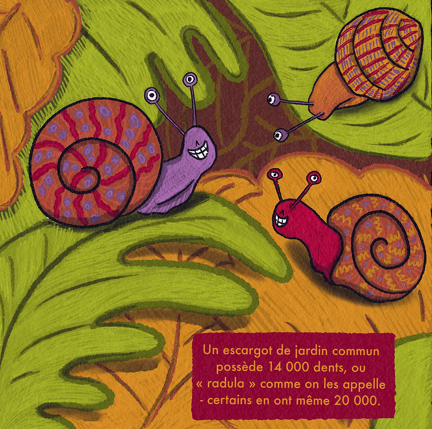 Snail_Fact_-_14,000_TeethFR.jpg