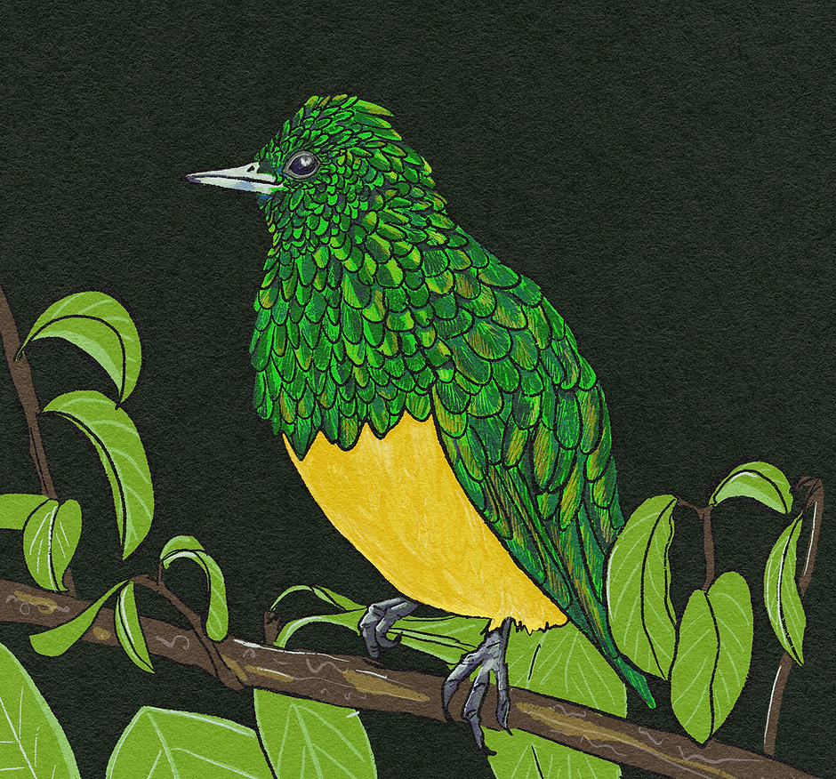 Iridescent African Emerald Cuckoo drawing, shimmering green & yellow. Licensed for nature guides and birding editorial.