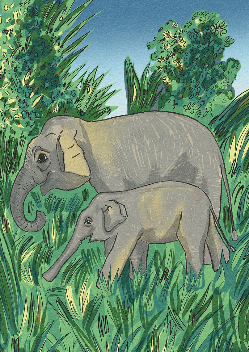 Borneo Elephant drawing with long tail and straight tusks. Used for editorial conservation and deforestation articles.